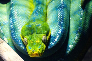 ミドリニシキヘビ