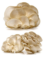 oyster mushroom on white background