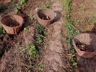 Three wicker baskets made of vines in the field in which potatoes are collected. The topic of...