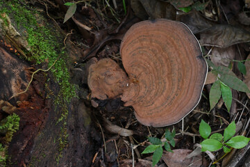 Overhead view of an artist's bracket mushroom growing from a jack trunk