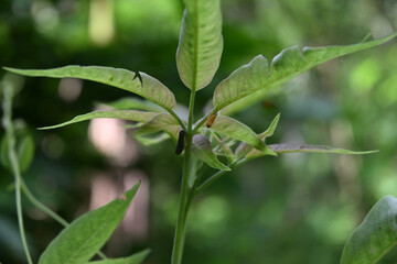 Two leafhoppers in their immature and adult stages are resting on the leaf stems of a five leaved chaste tree