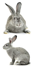 grey rabbit on a white background