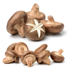 Shiitake mushroom on the White background 