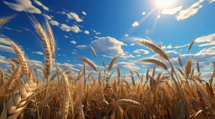 Obraz premium A large field with yellow bright juicy ears of wheat against a background of a clear blue sky with white clouds. Close-up of an agricultural harvest.