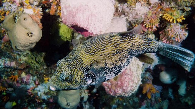 Arothron mappa a brown black spotted big puffer fish swimming again tropical coral reef rock wall Asia