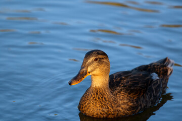 Close up of Wild duck swimming in the water