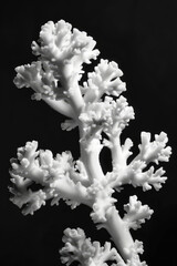 Naklejka premium portrait studio photograph of coral black and white