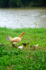 Mother hen with three chicks looking for food in the grass with an out-of-focus river in the background