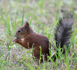Close-up. A squirrel in the park eats nuts from people's hands