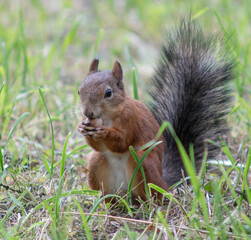 Close-up. A squirrel in the park eats nuts from people's hands