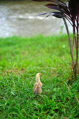 A cute chick is standing watching something with an out-of-focus river in the background