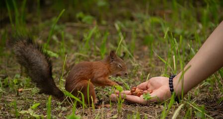 Close-up. A squirrel in the park eats nuts from people's hands