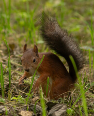 Close-up. A squirrel in the park eats nuts from people's hands