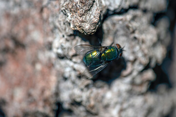 fly on leaf, nacka,sweden,sverige,stockholm,Mats,summer