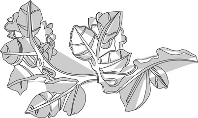 Vector sketch, illustration, silhouette, design, vintage classic natural floral ornament decoration image