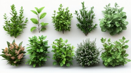 Naklejka premium Collection of Fresh Green Herbs Generative AI