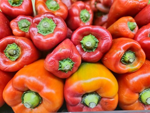 Capsicum annuum, llamado com&uacute;nmente pimiento morr&oacute;n, pimiento dulce, chile morr&oacute;n, aj&iacute; morr&oacute;n, aj&iacute; dulce, locote o en algunos pa&iacute;ses piment&oacute;n, .