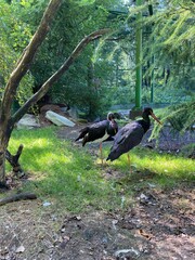 black crane in the park