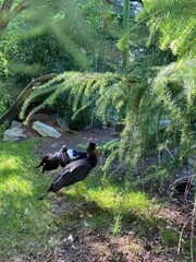 black crane in the park