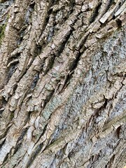 tree texture and tree background