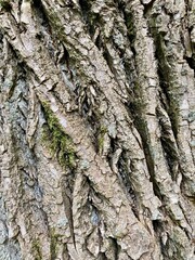 tree texture and tree background