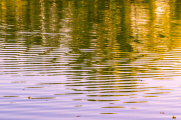 Reflection of trees on the water