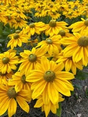 yellow flowers in the garden