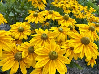 yellow flowers in the garden