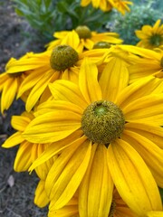 yellow flowers in the garden