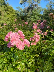 pink flowers in a garden