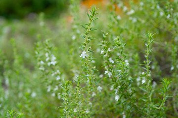Garden Herbs. Growing and harvesting sage, thyme, rosemary, laurel and summer savory. Flowering Aromatic Herbs in the Herb Garden. Close up Herbs.