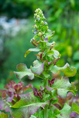 Bolted Lettuce plant Close up. Colorful Organic lettuce ready to produce seeds.