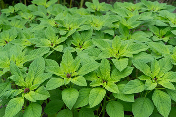 Young Amaranth Plants. Growing Amaranth in a Field. Close up of amaranth flowers.