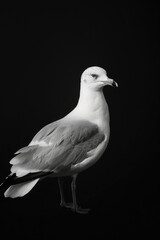 portrait studio photograph of gull black and white