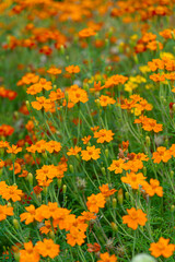 Orange Marigolds. Beautiful Marigold Flowers. Yellow Flower close up in front of orange marigolds.