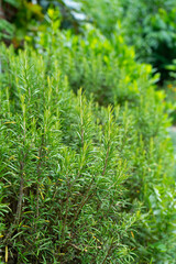 Garden Herbs. Growing and harvesting sage, thyme, rosemary, laurel and summer savory. Flowering Aromatic Herbs in the Herb Garden. Close up Herbs.