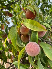 tree, fruit, apple, food, branch, ripe, red, nature, leaf, garden, healthy, apples, agriculture, pomegranate, leaves, orchard, plant, summer, harvest, fresh, sweet, juicy, peach, autumn, organic