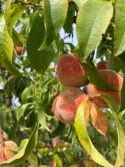 tree, fruit, apple, food, branch, ripe, red, nature, leaf, garden, healthy, apples, agriculture, pomegranate, leaves, orchard, plant, summer, harvest, fresh, sweet, juicy, peach, autumn, organic