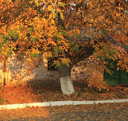 Fall landscape. Early autumn. An old tree with yellowed foliage in the old city quarter. Yellowed...