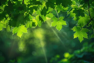 Obraz premium Sunlight shining through the green leaves of a tree, creating patterns of light and shadow on the forest floor.