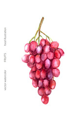 Hand drawn watercolor red grape bunch illustration. Tropical exotic fruit for food and drink background.