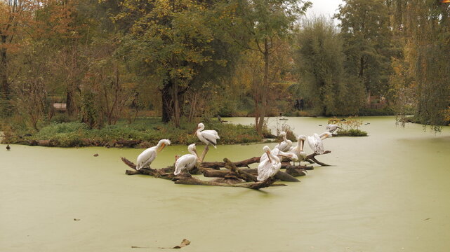 Pelicans in a nature park Leipzig, Germany