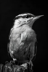 Obraz premium portrait studio photograph of nuthatch black and white