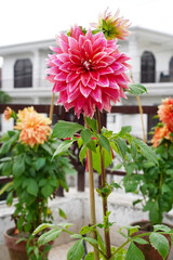 Pink dahlia flower. Vertical photo. Marble dahlia with white-pink petals and bud grows in a pot on the terrace, balcony. Blurred background with a house in South Asia.