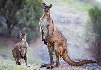 Western grey kangaroos (Macropus Fuliginosus), a subspecies of kangaroos on Kangaroo Island, Australia © majonit