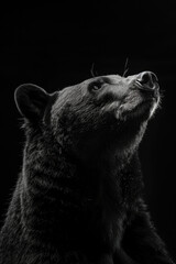 Naklejka premium portrait studio photograph of mammal black and white