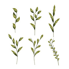 Botanical leaf branch set with green leaves, isolated on white background