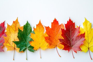 Obraz premium Autumn Maple Leaves Flat Lay White Background created with Generative AI
