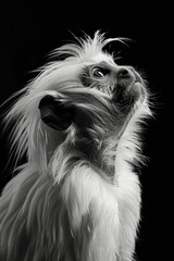 Naklejka premium portrait studio photograph of tamarin black and white