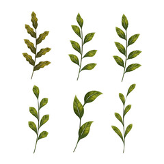 Editable watercolor leaf branch set vector, isolated on white background